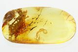 Detailed Fossil Bristletail (Machilidae) In Baltic Amber #307341-1